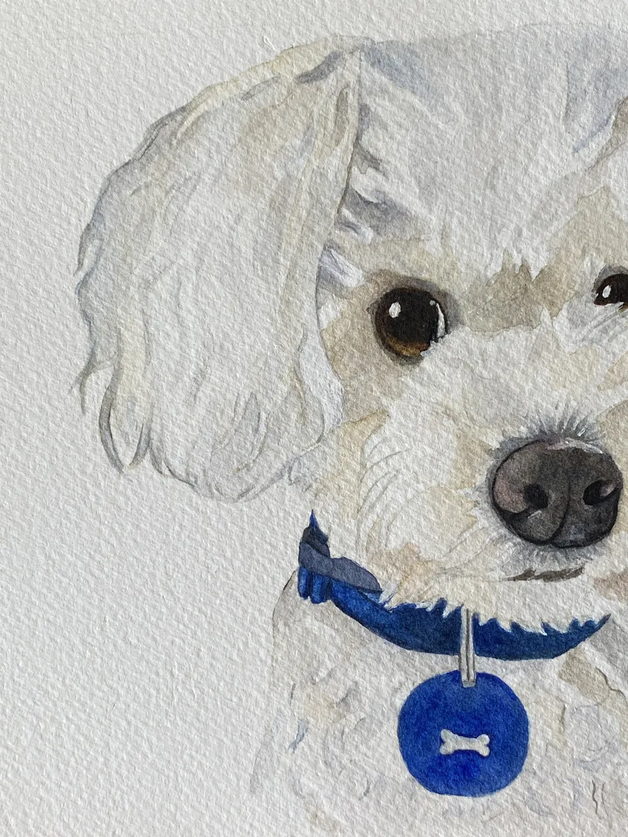 Retrato en acuarela de un perro blanco con cinta de premio